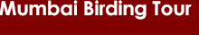 Mumbai Birding Tour